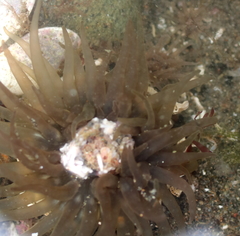 Anthopleura artemisia