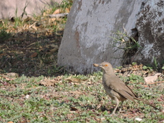 Toxostoma curvirostre