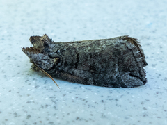 Euthyatira semicircularis