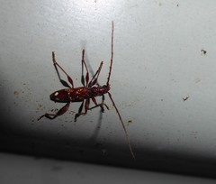 Coptocercus biguttatus