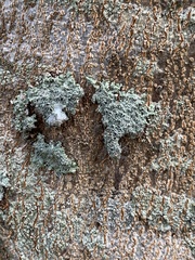Pezizomycotina