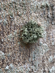 Pezizomycotina