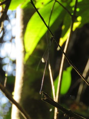 Microstigma anomalum