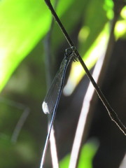 Microstigma anomalum