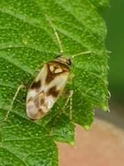 Plagiognathus albatus