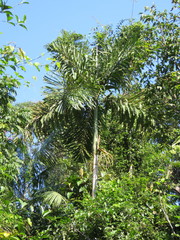 Socratea exorrhiza