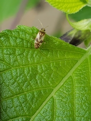 Plagiognathus albatus