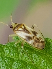 Plagiognathus albatus