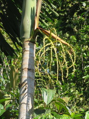 Socratea exorrhiza