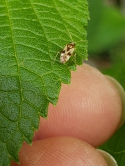 Plagiognathus albatus