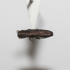 Agrilus felix