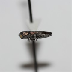 Agrilus felix