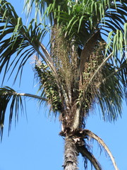 Astrocaryum aculeatum