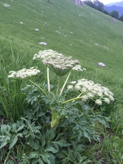 Agasyllis latifolia