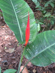 Heliconia stricta