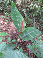 Heliconia stricta