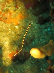 Dunckerocampus dactyliophorus