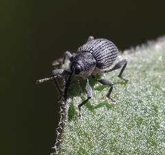 Archarius salicivorus