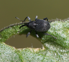 Archarius salicivorus