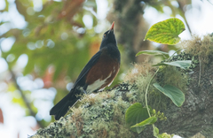 Turdus swalesi