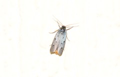 Ethmia aurifluella