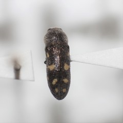 Acmaeoderopsis hassayampae