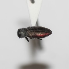 Chrysobothris pubilineata