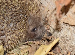 Erinaceus roumanicus