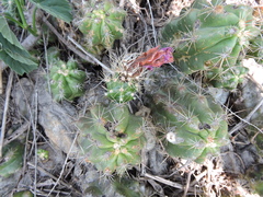 Echinocereus cinerascens cinerascens