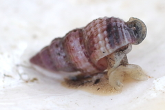Nassarius mendicus