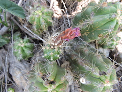 Echinocereus cinerascens cinerascens