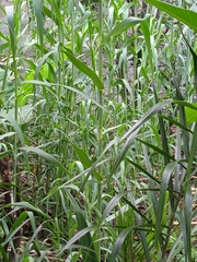 Hymenachne pernambucense