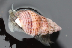 Nassarius mendicus