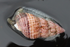 Nassarius mendicus