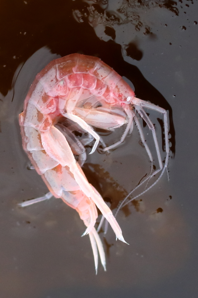 Maeridae