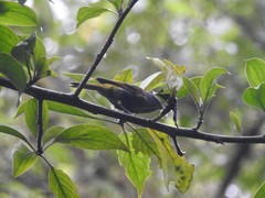 Conirostrum albifrons