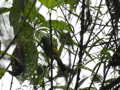 Cnemoscopus rubrirostris