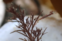 Caprella alaskana