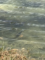 Cichla ocellaris