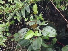 Kleinothraupis atropileus