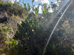 Robsonodendron eucleiforme