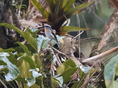 Ochthoeca rufipectoralis