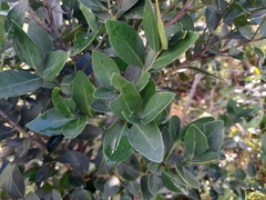 Robsonodendron eucleiforme