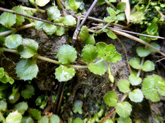 Epilobium pedunculare