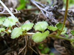 Epilobium pedunculare