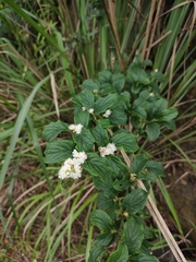 Symplocos paniculata