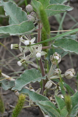 Asclepias emoryi