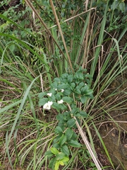 Symplocos paniculata