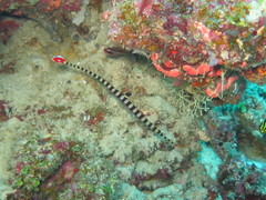 Dunckerocampus dactyliophorus