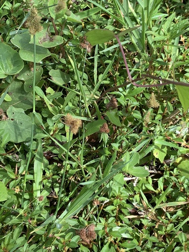 Fuirena breviseta image